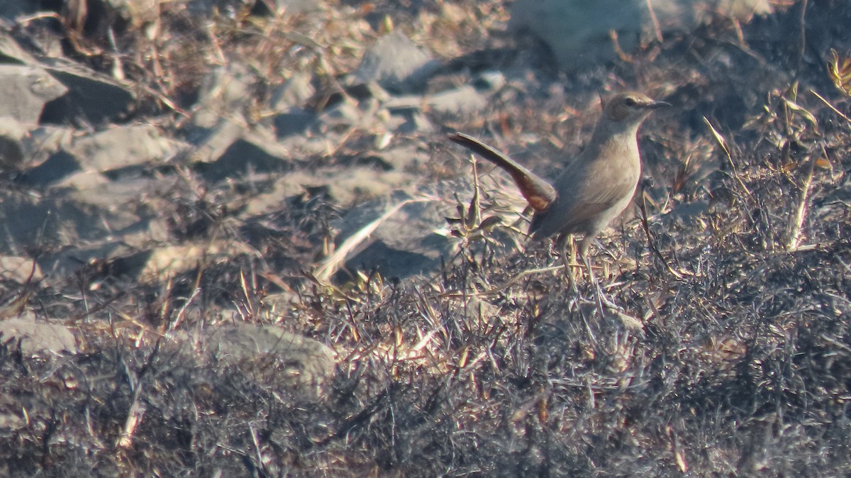 Indian Robin - ML646961976