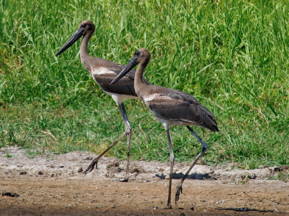 Black-necked Stork - ML646961978