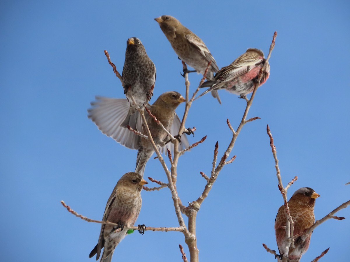 Бурошапочный вьюрок - ML646961980