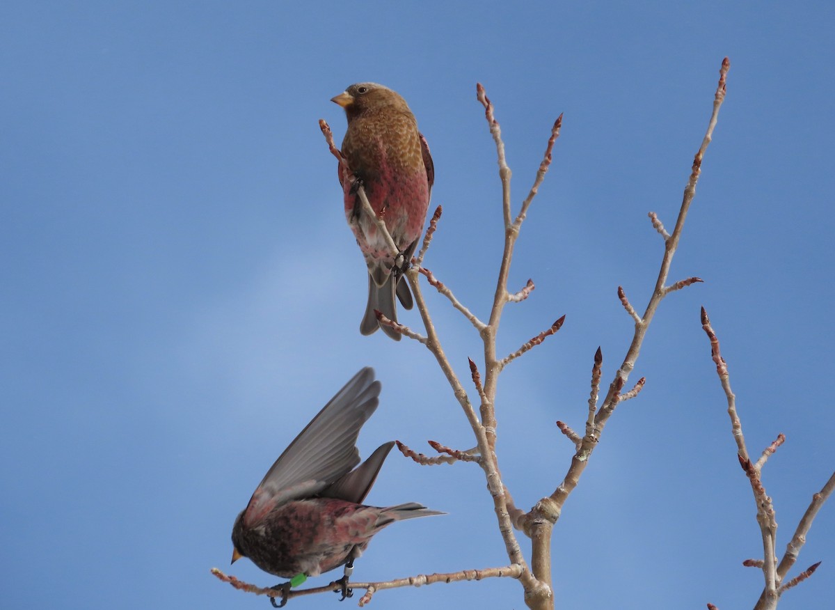 Бурошапочный вьюрок - ML646961984