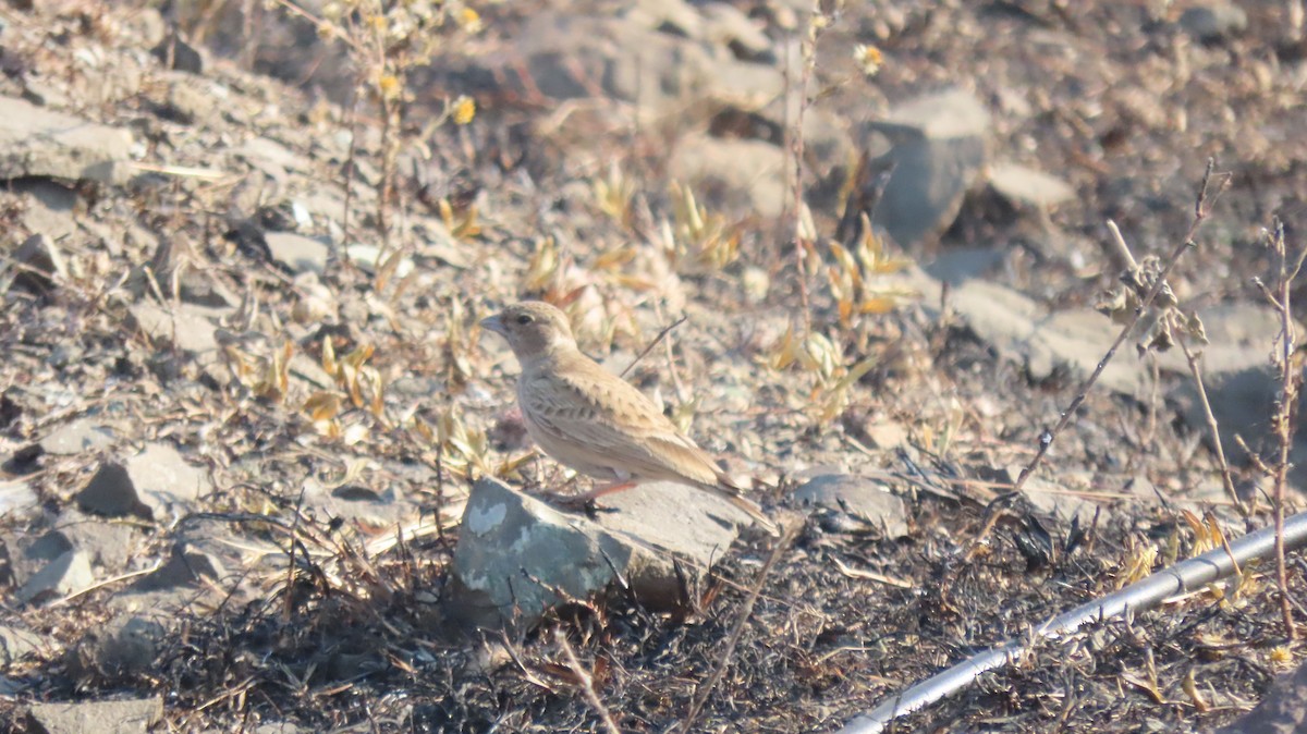 Ashy-crowned Sparrow-Lark - ML646961985