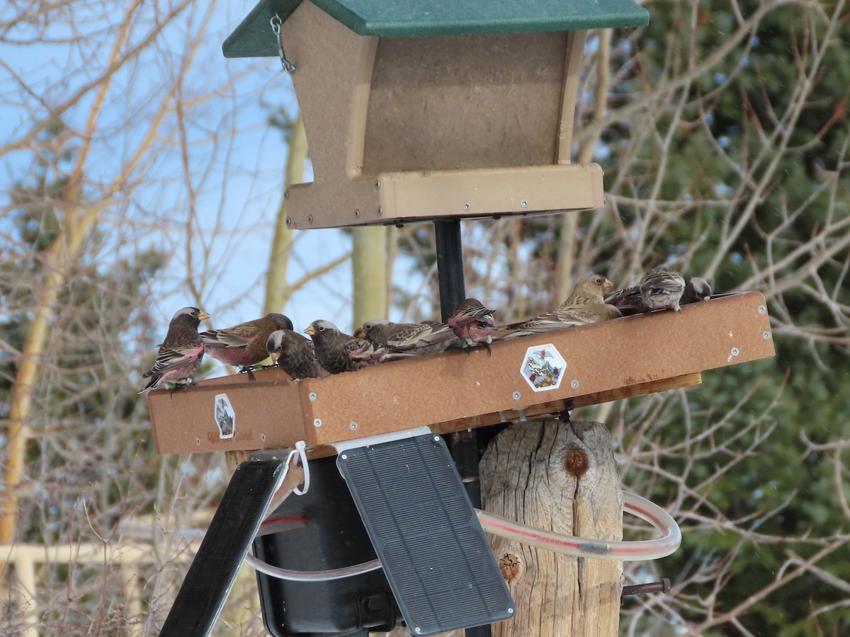 Бурошапочный вьюрок - ML646961987