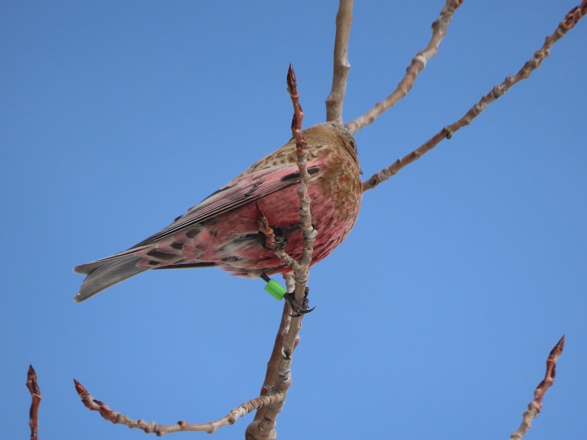 Бурошапочный вьюрок - ML646961988