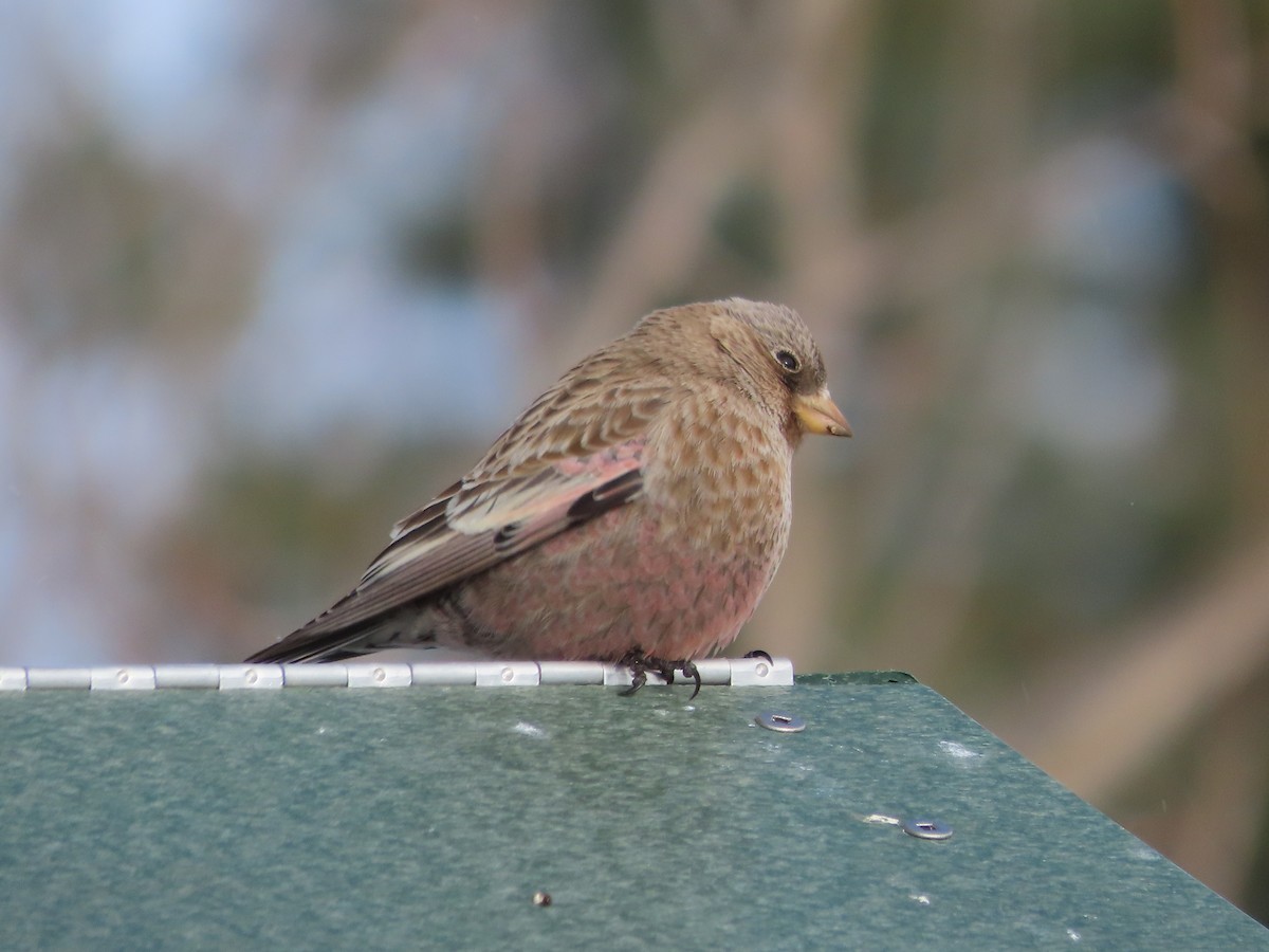 Бурошапочный вьюрок - ML646961989