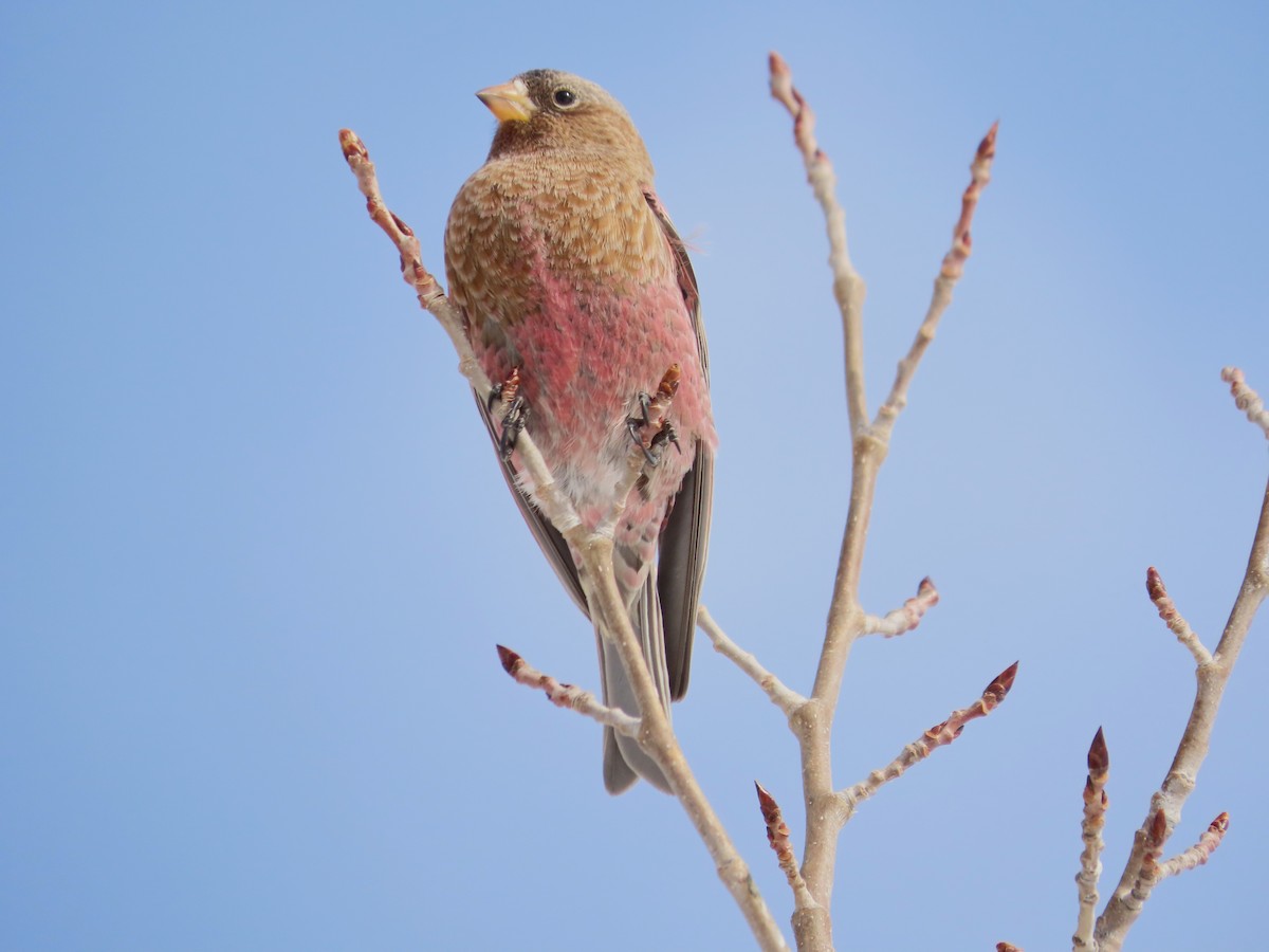 Бурошапочный вьюрок - ML646961990