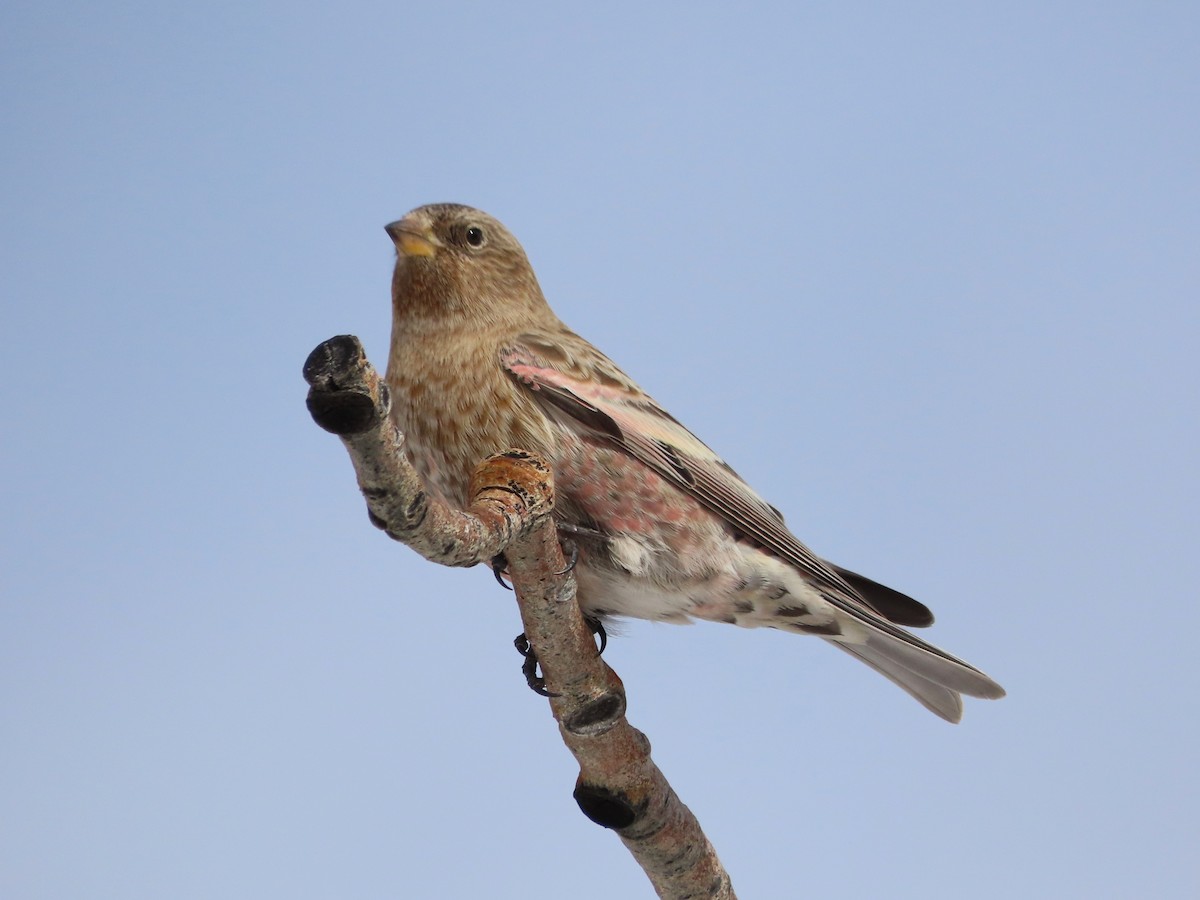 Бурошапочный вьюрок - ML646961991