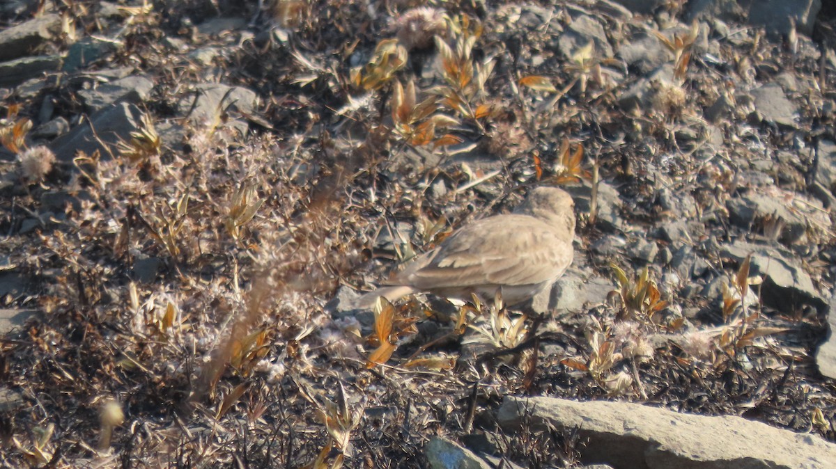 Mongolian Short-toed Lark - ML646961993