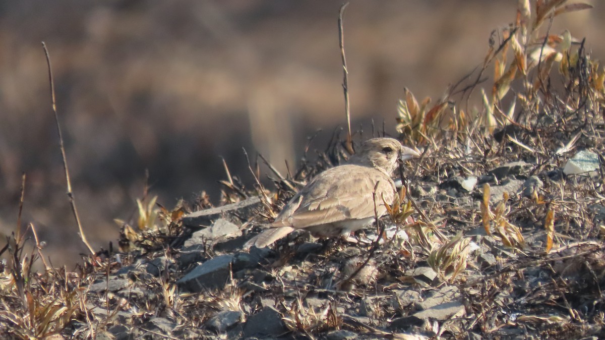 Ashy-crowned Sparrow-Lark - ML646961996