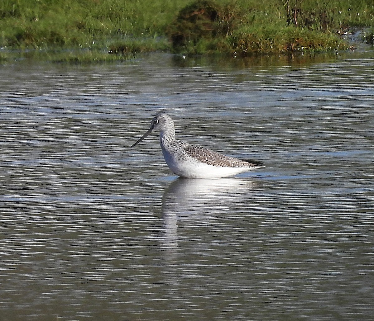 Common Greenshank - ML646961997
