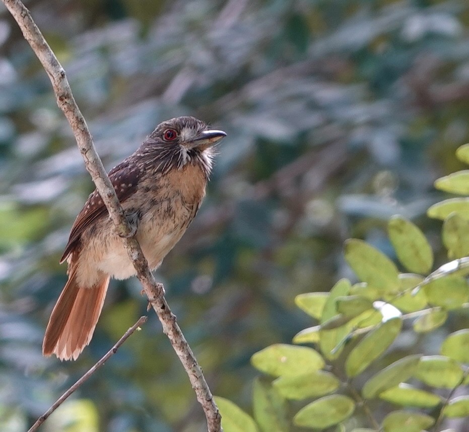 White-whiskered Puffbird - ML646962003