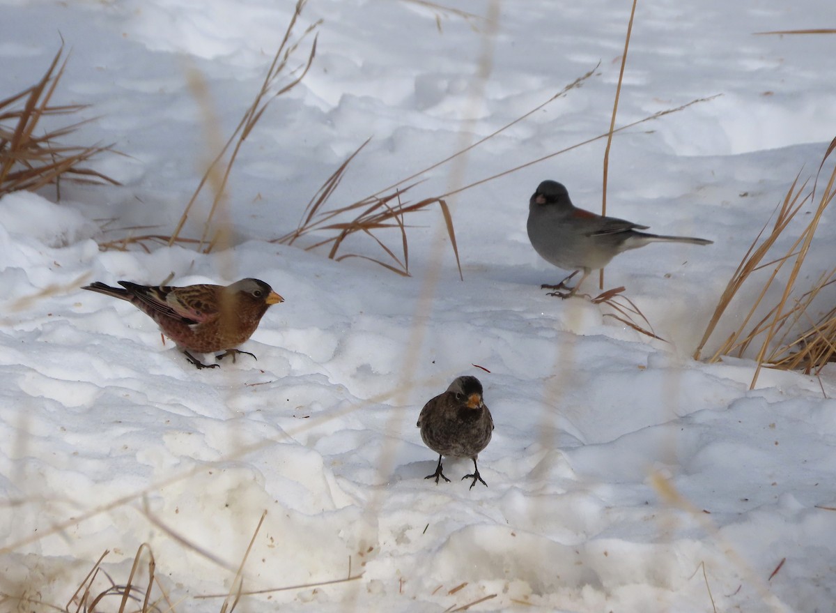 Gray-crowned Rosy-Finch (Gray-crowned) - ML646962004