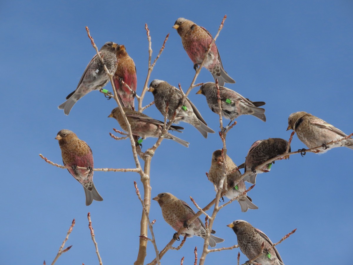 Gray-crowned Rosy-Finch (Gray-crowned) - ML646962005