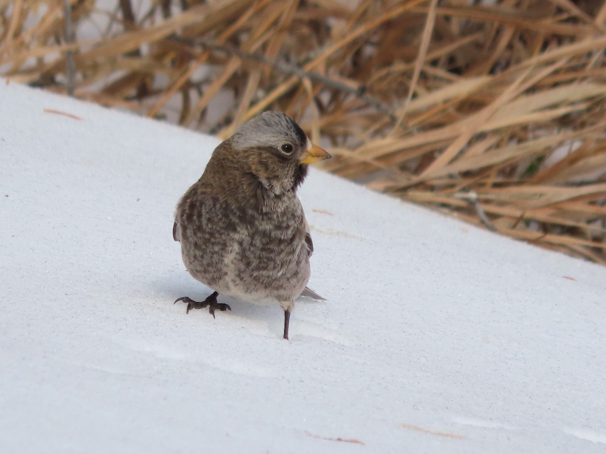 Gray-crowned Rosy-Finch (Gray-crowned) - ML646962007