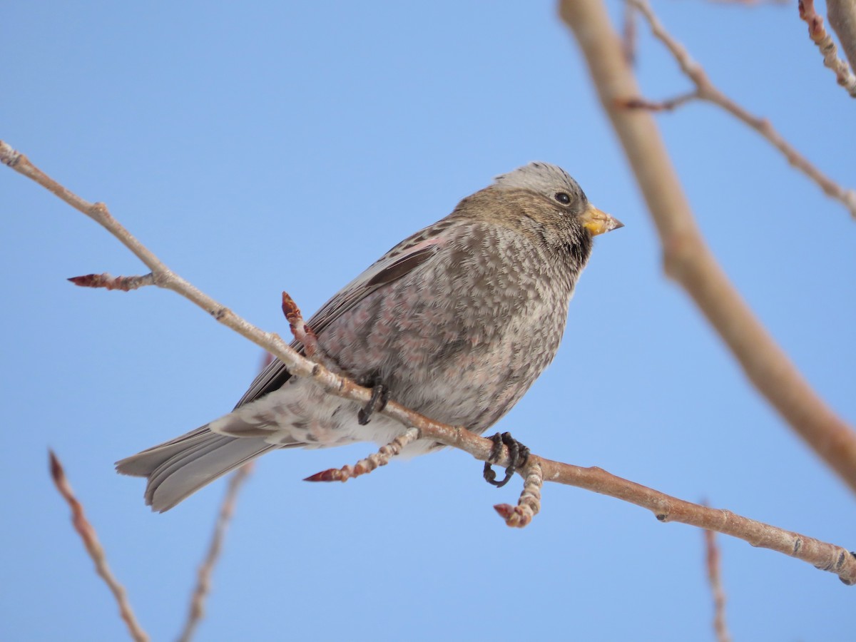 Gray-crowned Rosy-Finch (Gray-crowned) - ML646962008