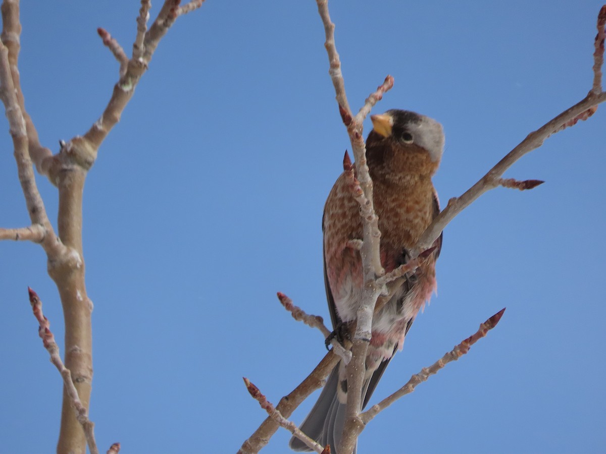 Gray-crowned Rosy-Finch (Gray-crowned) - ML646962009