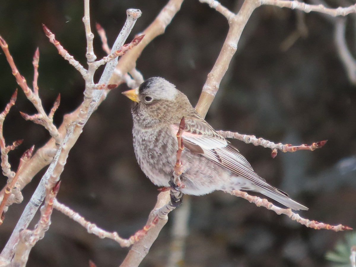 Gray-crowned Rosy-Finch (Gray-crowned) - ML646962011