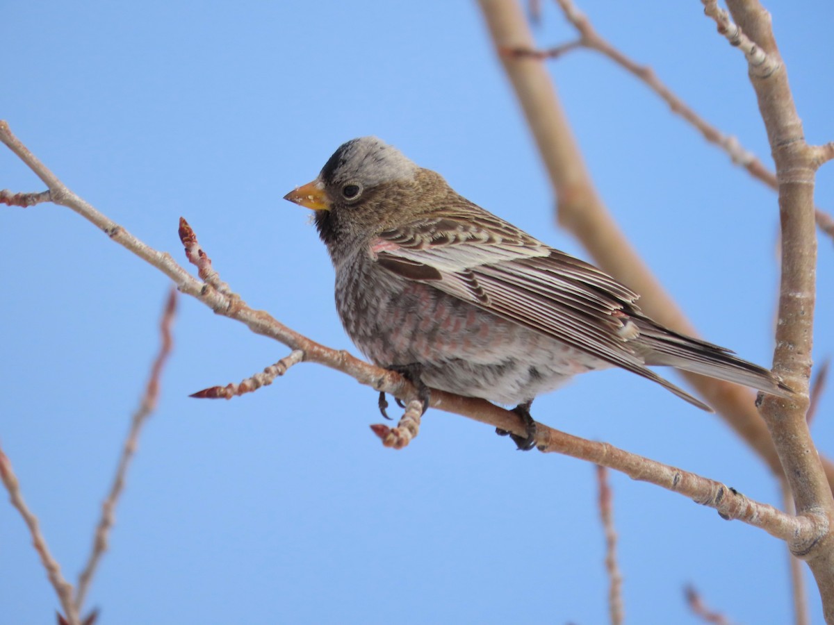 Gray-crowned Rosy-Finch (Gray-crowned) - ML646962012