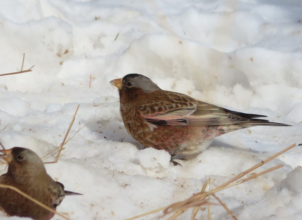 Gray-crowned Rosy-Finch (Gray-crowned) - ML646962013