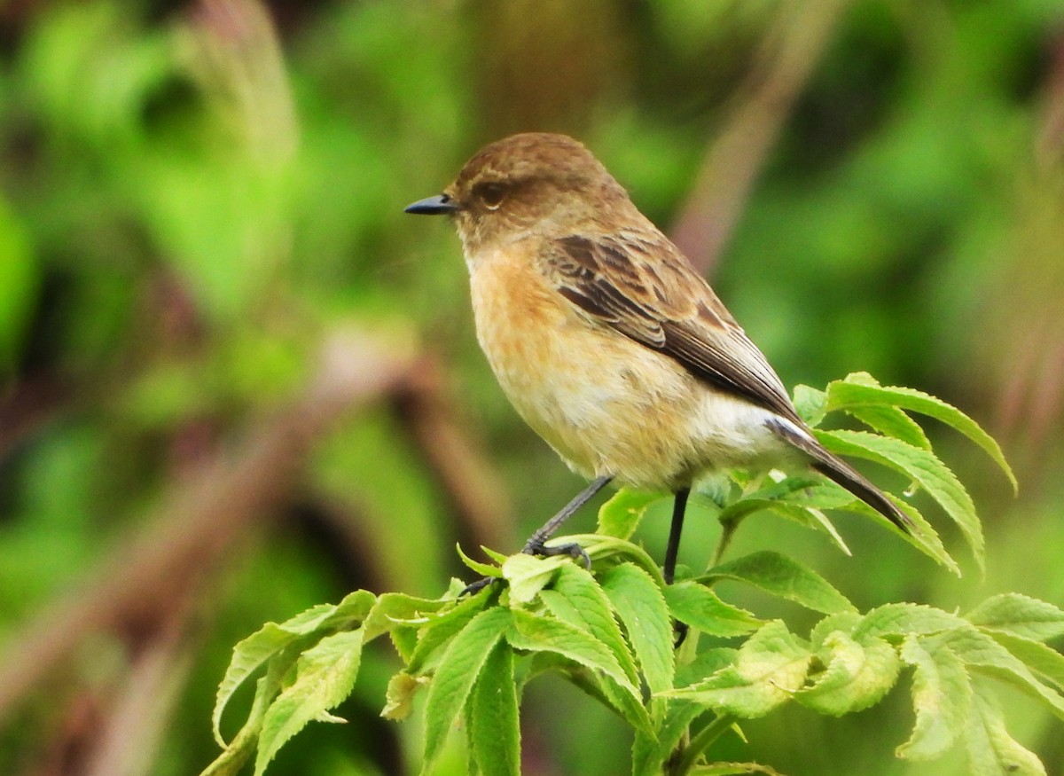 afrikasvartstrupe - ML646962014