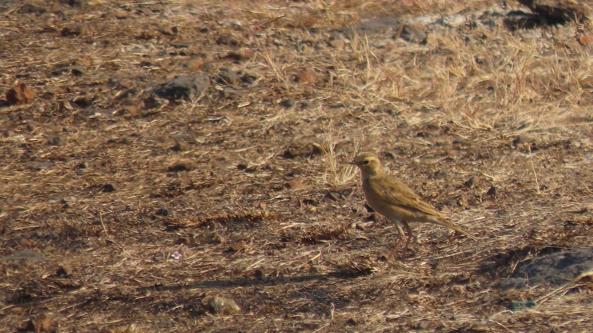 Long-tailed Shrike - ML646962018