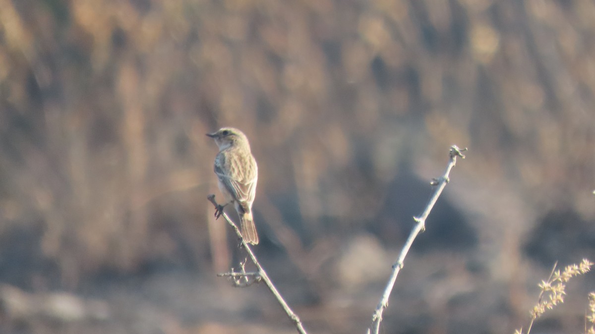 Siberian Stonechat - ML646962024