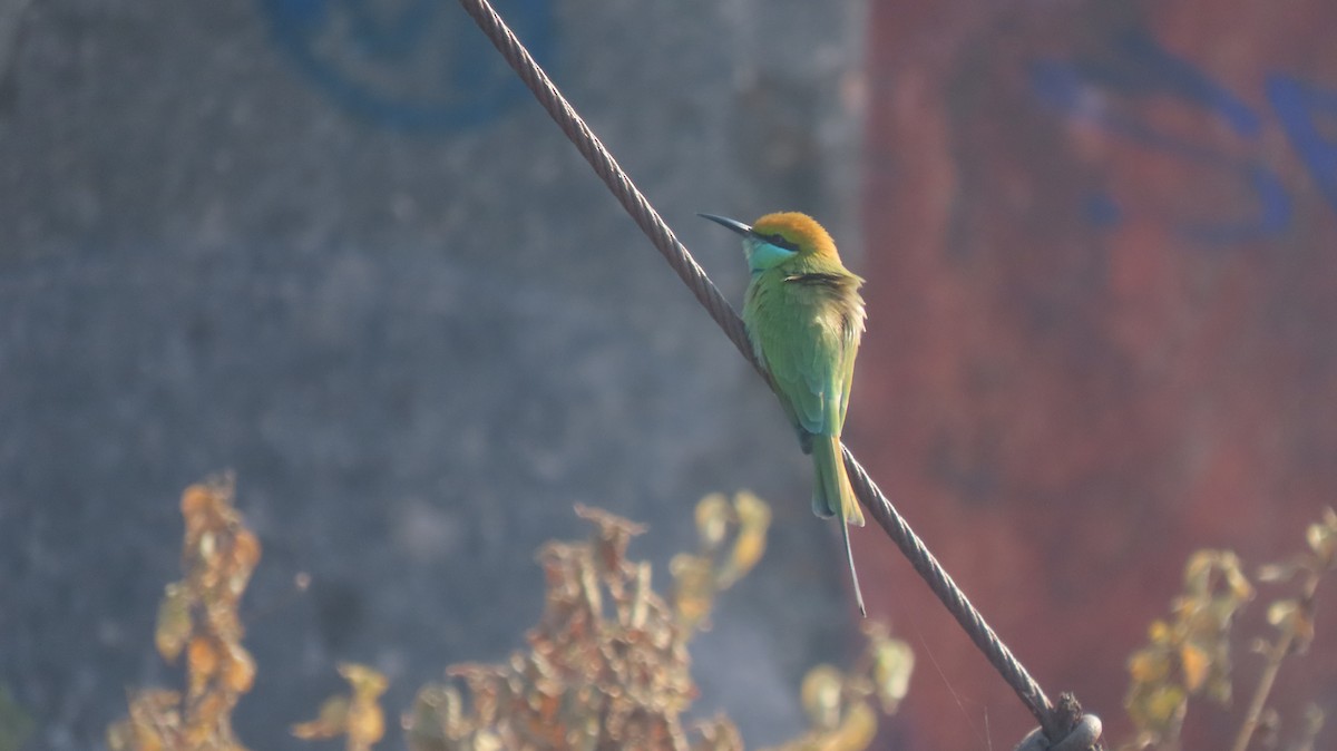 Asian Green Bee-eater - ML646962027