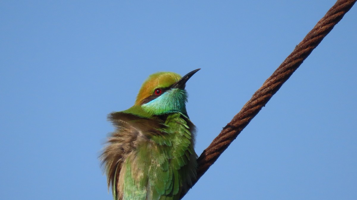Asian Green Bee-eater - ML646962029