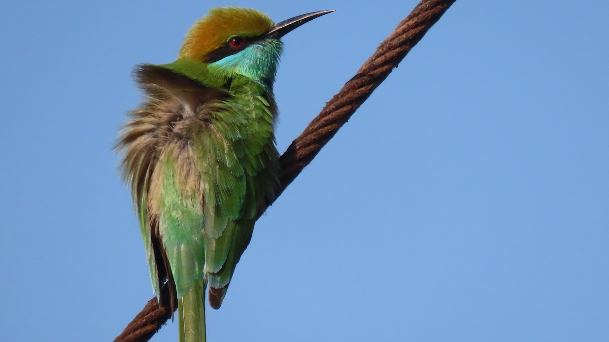 Asian Green Bee-eater - ML646962030