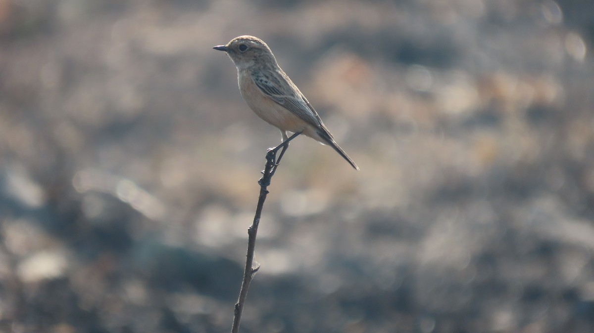 Siberian Stonechat - ML646962031