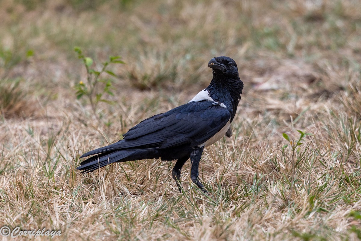 Крук строкатий - ML646962034