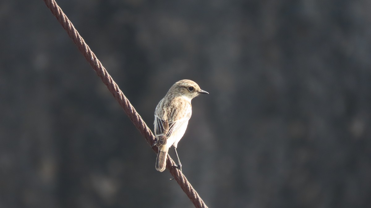 Siberian Stonechat - ML646962035