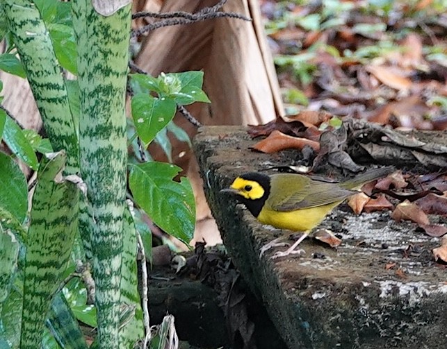 Hooded Warbler - ML646962036