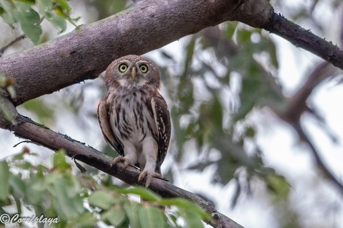 Сичик-горобець савановий - ML646962037