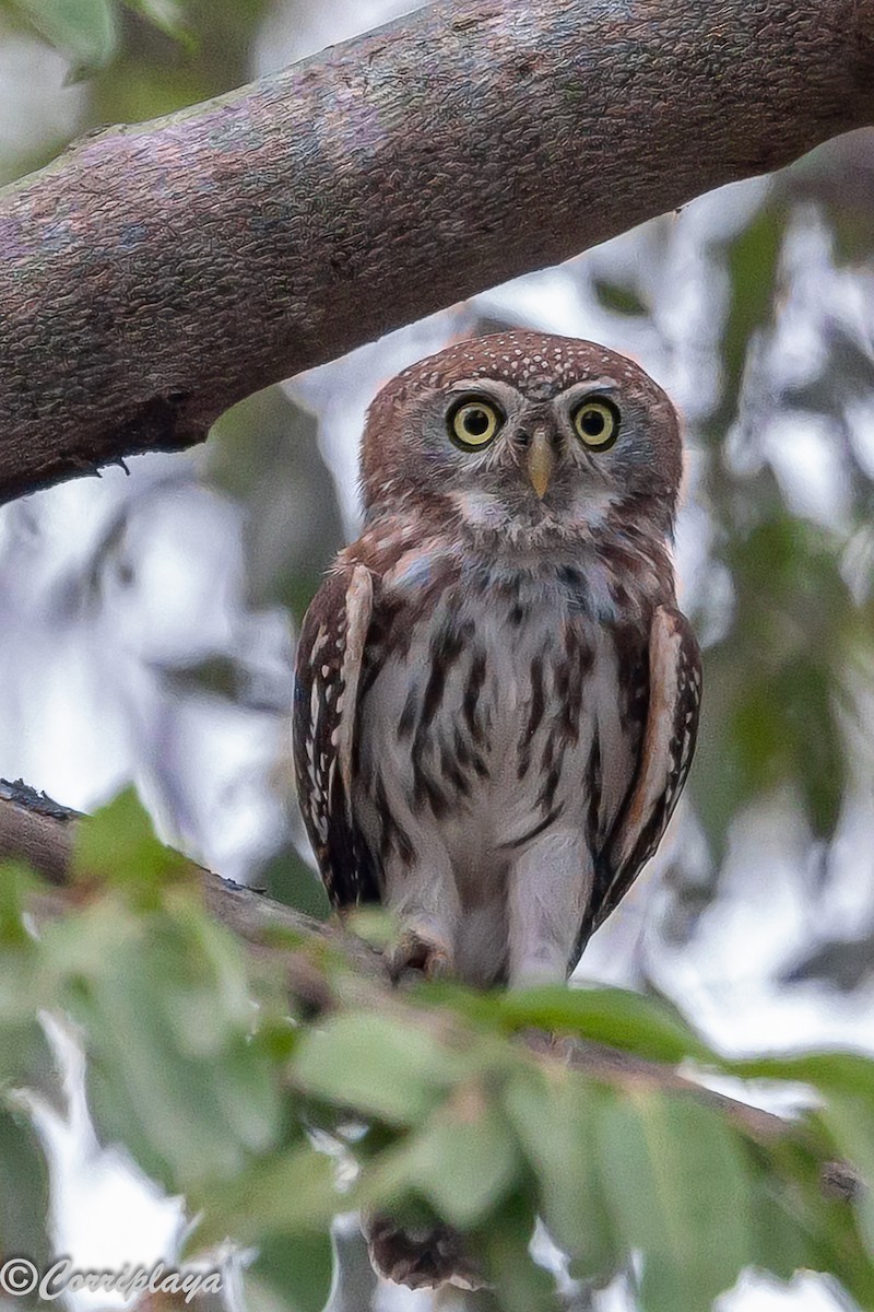 Сичик-горобець савановий - ML646962038