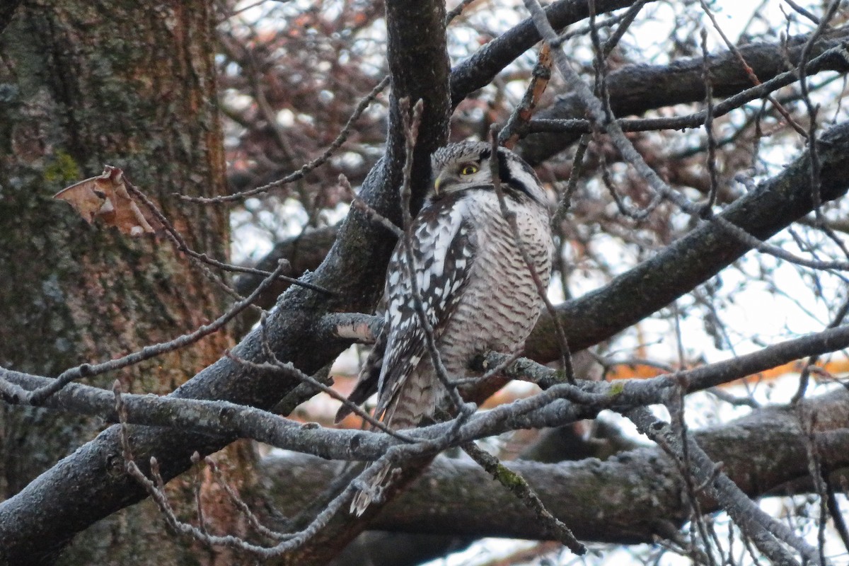 Сова яструбина - ML646962039