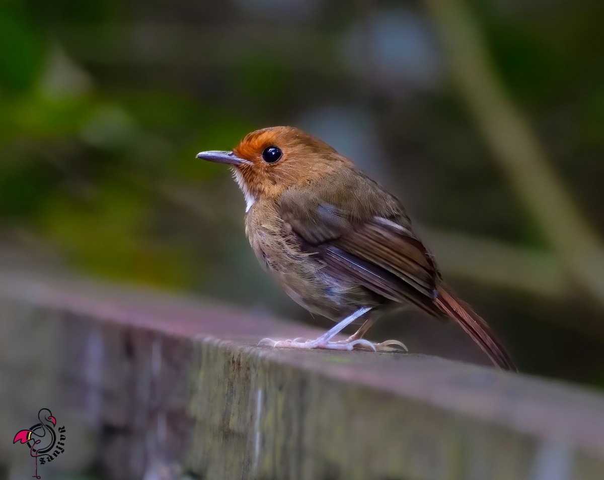 Rufous-browed Flycatcher - ML646962041