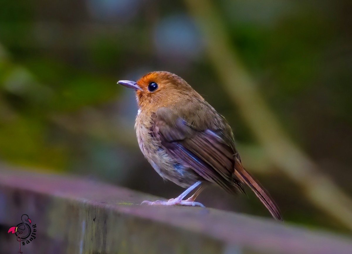 Rufous-browed Flycatcher - ML646962042