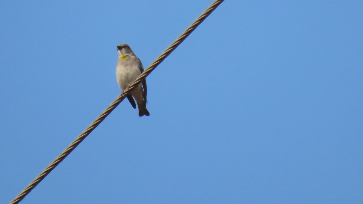 Yellow-throated Sparrow - ML646962043