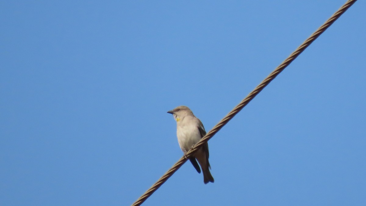 Yellow-throated Sparrow - ML646962045