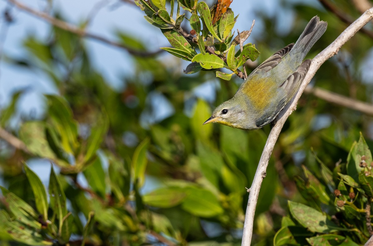 Northern Parula - ML646962046