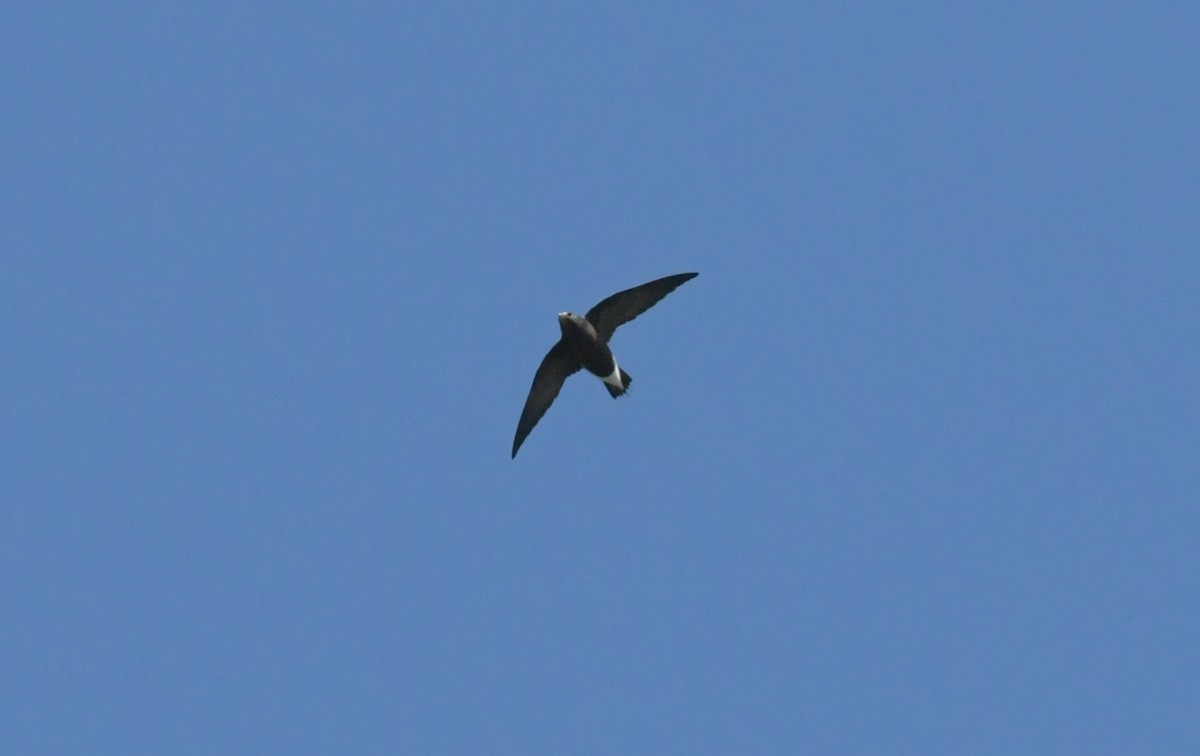 Brown-backed Needletail - ML646962047