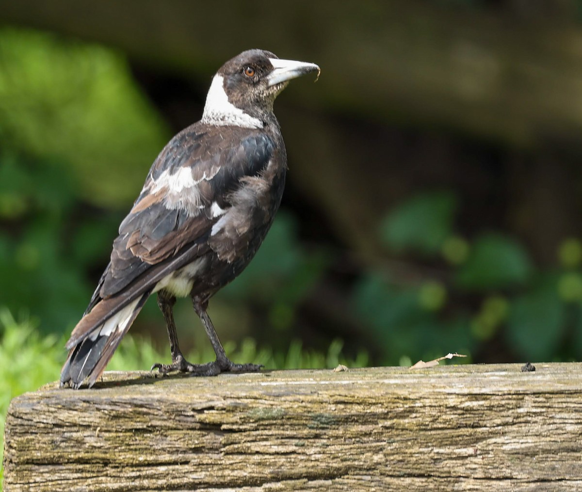 Australian Magpie - ML646962049