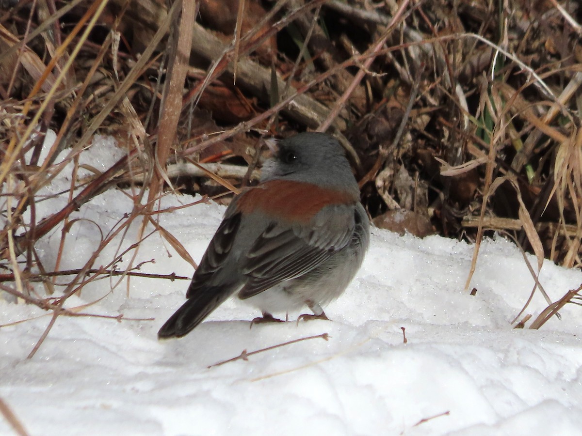Dark-eyed Junco (Gray-headed) - ML646962051