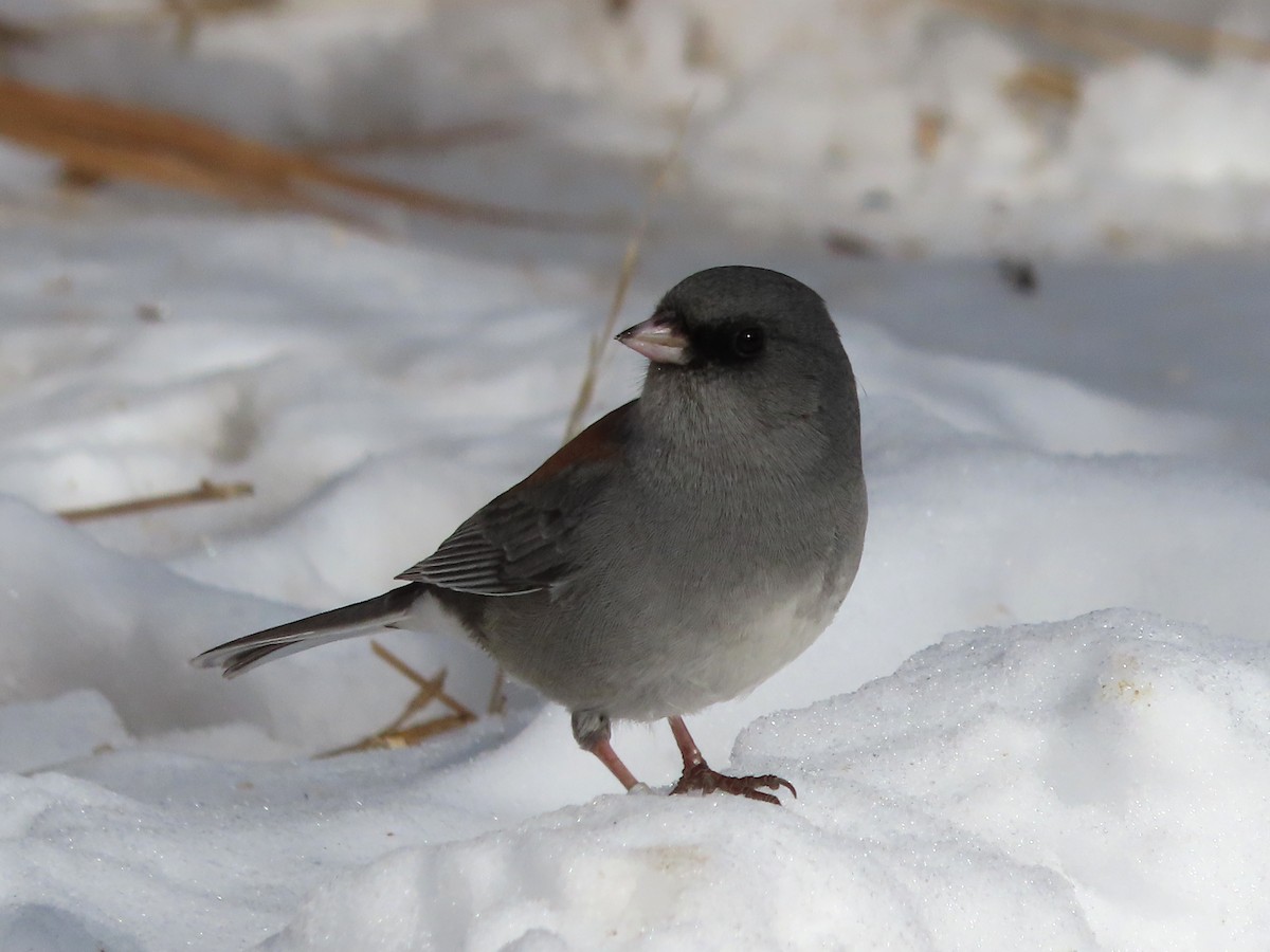 Dark-eyed Junco (Gray-headed) - ML646962052