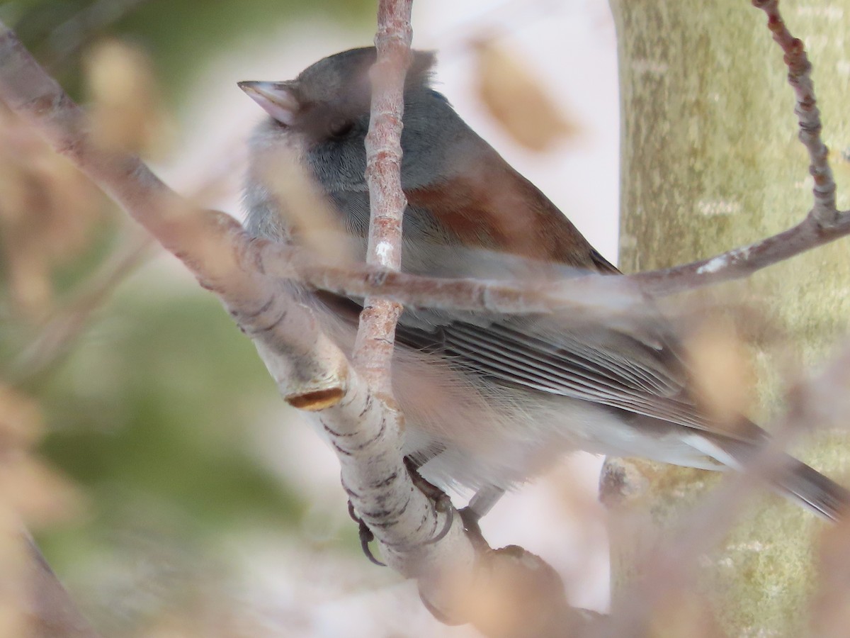 Dark-eyed Junco (Gray-headed) - ML646962053