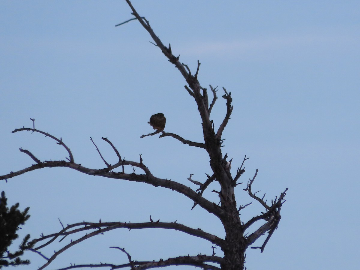 灰背隼 - ML646962055