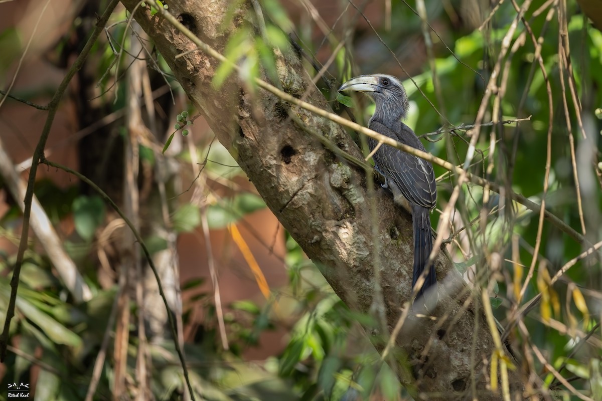 Malabar Gray Hornbill - ML646962056