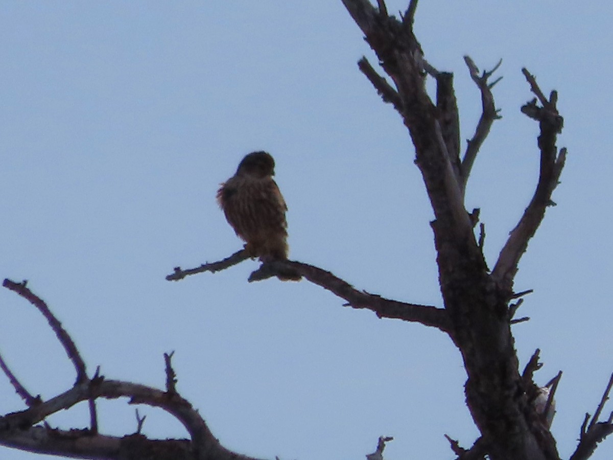 灰背隼 - ML646962057