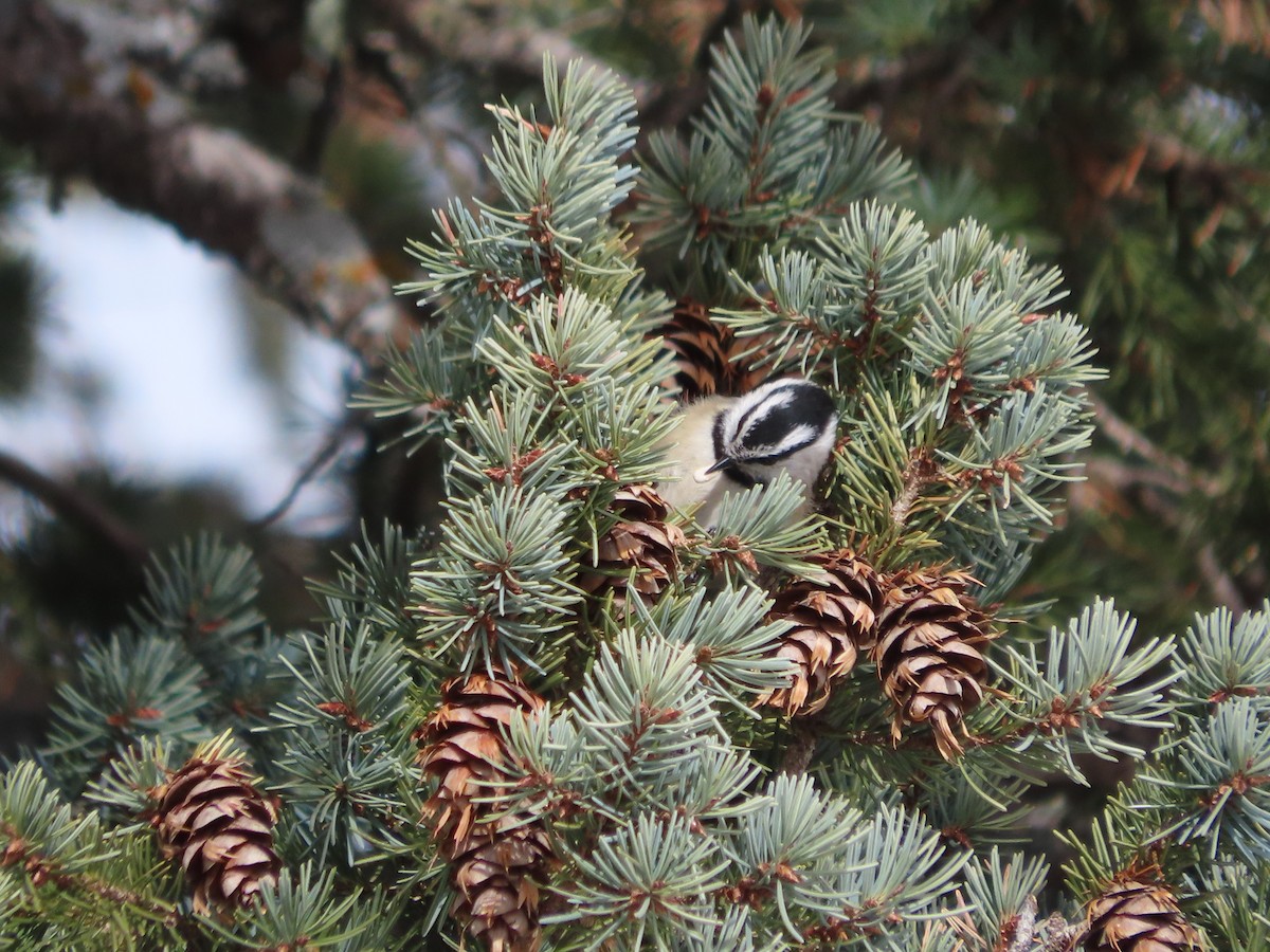 Mountain Chickadee (Rocky Mts.) - ML646962058