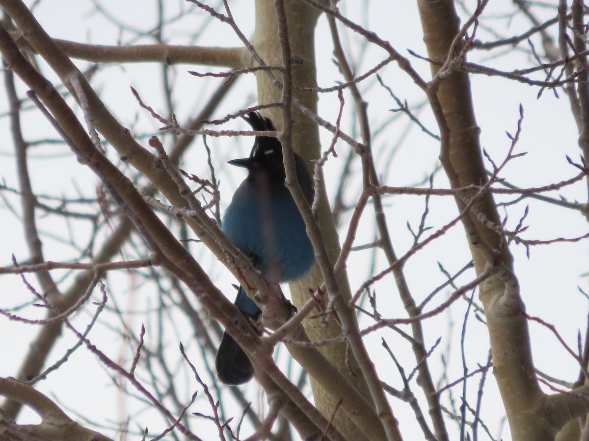 Steller's Jay (Southwest Interior) - ML646962059